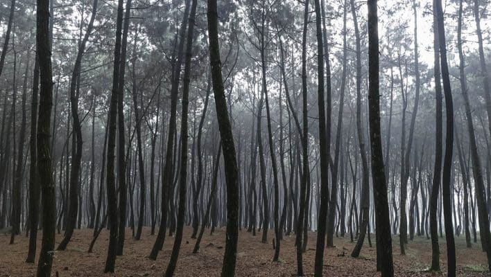 Garis elemen penting dalam fotografi