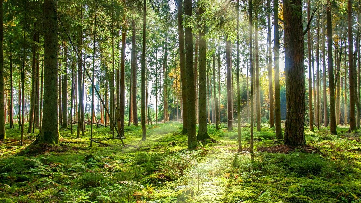 Tips Memotret Pemandangan Hutan