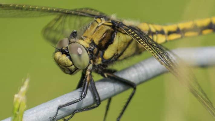 Foto Makro di Alam Liar