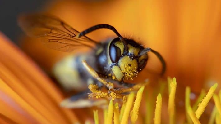 Hal Penting Fotografi Makro