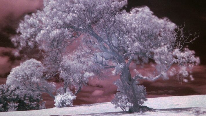Teknik Fotografi Infrared